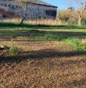 Alberi tagliati a sud dell'ospedale di Castelfranco