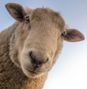 Iscrivono quattro pecore a scuola per non far chiudere il plesso