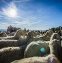 Sassari, pastore sgozza 135 pecore e uccide 4 cani