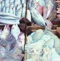 Mercato del Pesce, via alla sperimentazione in Largo X Martiri