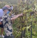 Sammy Basso e altre celebrità per la vendemmia solidale a San Pietro