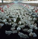 Mega allevamento di polli, Zanoni: “Sindaco ricorra contro parere Regione” 