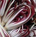 Al via la stagione del Radicchio Rosso: incremento a due cifre della produzione 