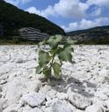 Siccità: Veneto, nuova ordinanza per uso umano e agricolo 