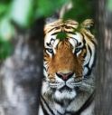 Tigre uccide dipendente dello zoo di Zurigo