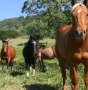 Cavalli, oche, gatti e 30 galline al Comune di Villorba