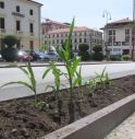 Polemica sul mais in centro a Vittorio Veneto, arriva la risposta degli operai comunali