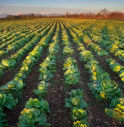 Radicchio Variegato di Castelfranco, superfici per Igp aumentano del 37%