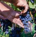 Tempo di vendemmia: in campo la meccanica di precisione