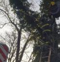 Parapendio rimane sospeso su un albero