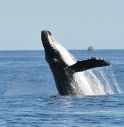 Pescatore inghiottito da una balena: salvo per un colpo di tosse 