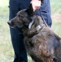 CONTROLLI IN STAZIONE, CANE-POLIZIOTTO TROVA HASHISH