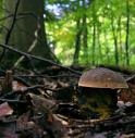 VA A FUNGHI E SI PERDE NEL BOSCO