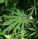 TROVA UN SACCHETTO PIENO DI MARIJUANA