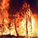 CASTELCUCCO, INCENDIO NEL BOSCO