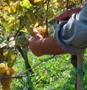 PRIMAVERA CALDA, A TREVISO SI VENDEMMIA A FERRAGOSTO