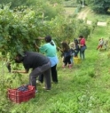 COLPO DI CALDO MENTRE VENDEMMIAVA: IN RIANIMAZIONE