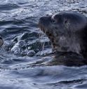 Canada, foche uccise dal virus H5N1: studio allarma gli scienziati.