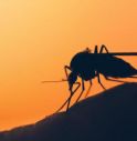 Iss, no allarme per ritorno malaria dopo scoperta zanzara in Salento.