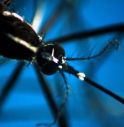 Dengue, in Italia 117 casi nel 2024: concentrati in Veneto, Lazio e Lombardia.