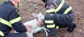 immagine della news
