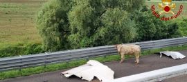 Camion di bestiame si rovescia in A4, animali morti o in fuga 