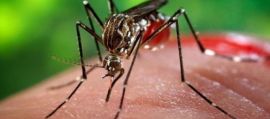 Perde la vita dopo il contagio trasmesso da una zanzara: primo decesso per il West Nile in provincia Perde la vita dopo il contagio trasmesso da una zanzara: primo decesso per il West Nile in provincia