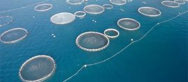 immagine della news