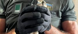 immagine della news
