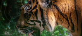 tigre tigre