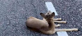 immagine della news