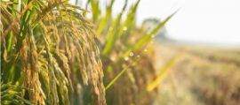 Agroalimentare, Ismea: superati sistema dei bandi per finanziamenti a condizioni di mercato. Agroalimentare, Ismea: superati sistema dei bandi per finanziamenti a condizioni di mercato.
