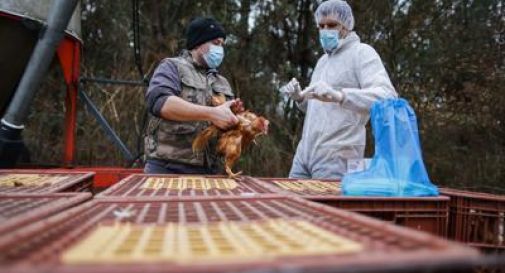 Aviaria: 'antivirali, vaccini e vigile attesa', così ci si prepara a rischio pandemia.