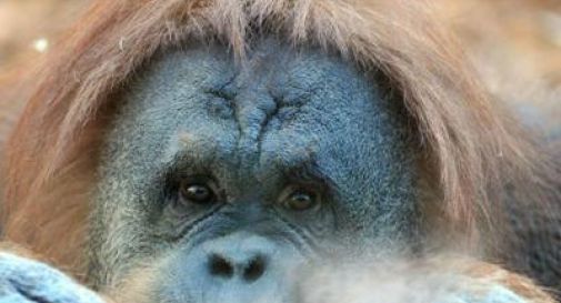 Animali: dottor orango, Rakus la prima scimmia che fa automedicazione.