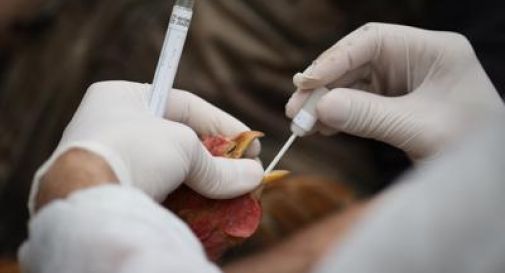 Appello virologi su aviaria, 'sorveglianza stretta e preparare vaccini'.