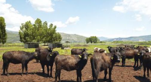 A Sorrento il World Buffalo Congress, dopo 20 anni torna in Italia.