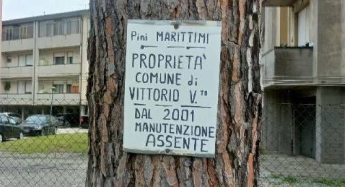 pini marittimi vittorio veneto