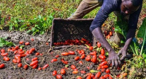 Extracomunitari sfruttati in agricoltura,