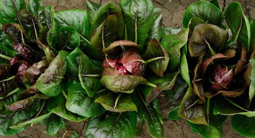 Radicchio gratis? Venite a raccogliervelo