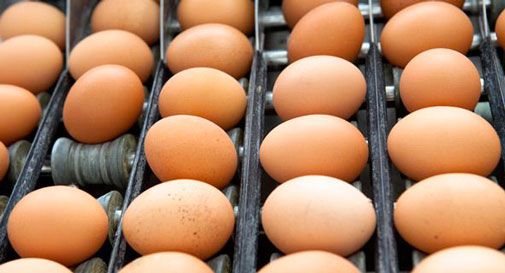 Uova al fipronil, la Regione Veneto avvia un piano di controlli a campione