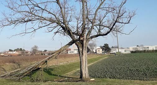 La storica robinia lungo il Muson dà segni di cedimento, in molti si mobilitano per salvarla