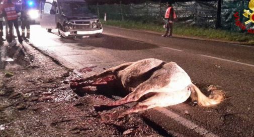 Investe e uccide un cavallo sulla provinciale. Era sbucato dal nulla