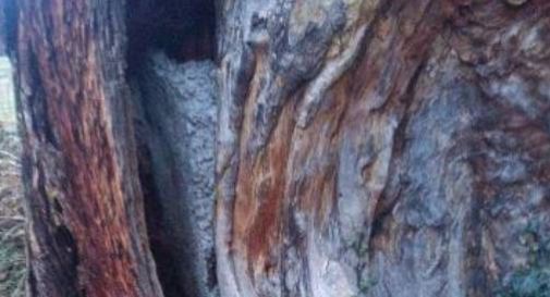 sequoia vittorio veneto