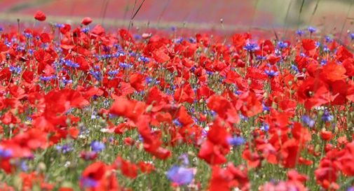 Castelluccio