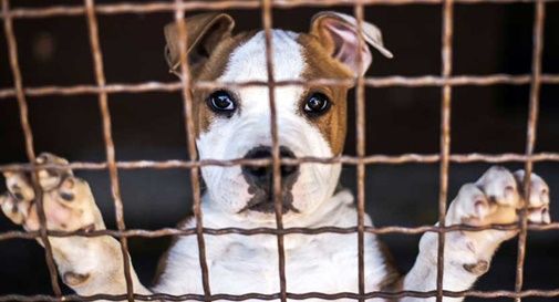 Confiscato allevamento di cani non autorizzato: 50 cani trasferiti al rifugio Enpa