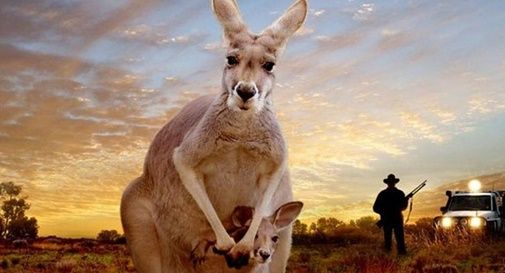 Strage di canguri in Australia: la LAV punta il dito anche su aziende del montebellunese