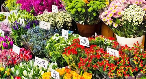 cercasi fioraio a Montebelluna