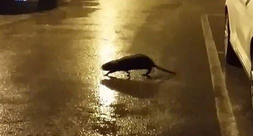 Nutria in centro a Castelfranco semina il panico: terrorizzati i clienti dei bar