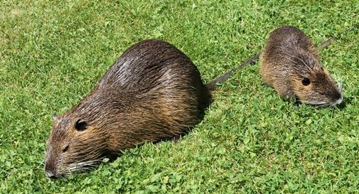 colonizzazione delle nutrie