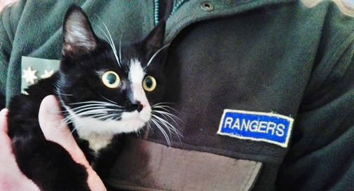 gatto soccorso a sernaglia della battaglia dai rangers